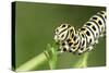 Swallowtail Butterfly Larva Feeding on Carrot Leaves-null-Stretched Canvas