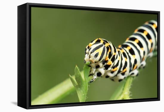 Swallowtail Butterfly Larva Feeding on Carrot Leaves-null-Framed Stretched Canvas