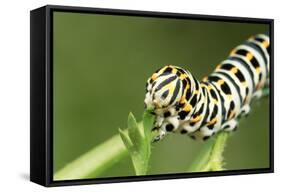 Swallowtail Butterfly Larva Feeding on Carrot Leaves-null-Framed Stretched Canvas