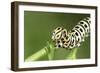 Swallowtail Butterfly Larva Feeding on Carrot Leaves-null-Framed Photographic Print