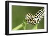 Swallowtail Butterfly Larva Feeding on Carrot Leaves-null-Framed Photographic Print