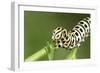 Swallowtail Butterfly Larva Feeding on Carrot Leaves-null-Framed Photographic Print