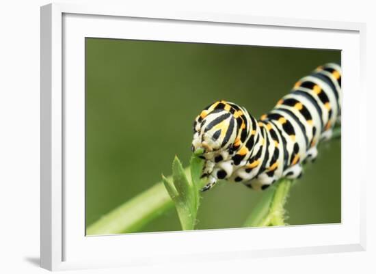 Swallowtail Butterfly Larva Feeding on Carrot Leaves-null-Framed Photographic Print