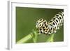 Swallowtail Butterfly Larva Feeding on Carrot Leaves-null-Framed Photographic Print