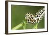 Swallowtail Butterfly Larva Feeding on Carrot Leaves-null-Framed Photographic Print
