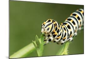 Swallowtail Butterfly Larva Feeding on Carrot Leaves-null-Mounted Photographic Print
