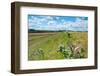 Swallowtail butterfly nectaring on thistle, The Netherlands-Edwin Giesbers-Framed Photographic Print