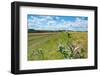 Swallowtail butterfly nectaring on thistle, The Netherlands-Edwin Giesbers-Framed Photographic Print