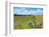 Swallowtail butterfly nectaring on thistle, The Netherlands-Edwin Giesbers-Framed Photographic Print