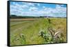 Swallowtail butterfly nectaring on thistle, The Netherlands-Edwin Giesbers-Framed Stretched Canvas