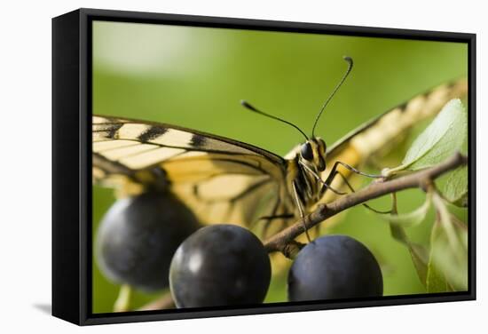 Swallowtail Butterfly on Blackthorn-null-Framed Stretched Canvas