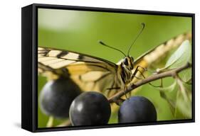 Swallowtail Butterfly on Blackthorn-null-Framed Stretched Canvas
