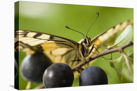 Swallowtail Butterfly on Blackthorn-null-Stretched Canvas