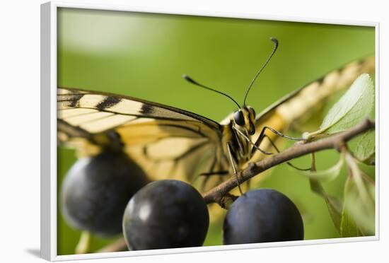 Swallowtail Butterfly on Blackthorn-null-Framed Photographic Print