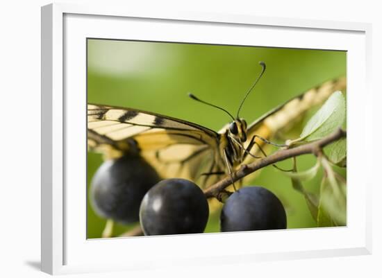 Swallowtail Butterfly on Blackthorn-null-Framed Photographic Print