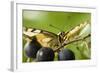 Swallowtail Butterfly on Blackthorn-null-Framed Photographic Print
