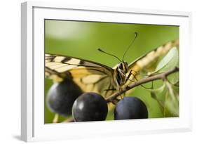 Swallowtail Butterfly on Blackthorn-null-Framed Photographic Print