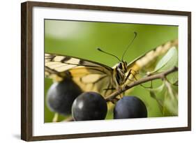 Swallowtail Butterfly on Blackthorn-null-Framed Photographic Print