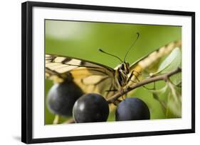 Swallowtail Butterfly on Blackthorn-null-Framed Photographic Print