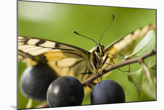 Swallowtail Butterfly on Blackthorn-null-Mounted Photographic Print