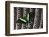 Swallowtail Butterfly on Feather Design-Darrell Gulin-Framed Photographic Print