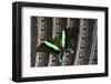 Swallowtail Butterfly on Feather Design-Darrell Gulin-Framed Photographic Print