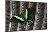 Swallowtail Butterfly on Feather Design-Darrell Gulin-Mounted Photographic Print