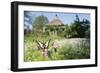 Swallowtail Butterfly on Red Campion in Field-null-Framed Photographic Print