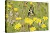 Swallowtail Butterfly (Papilio Machaon Britannicus) on Hawkbit Flower. Strumpshaw Fen, Norfolk-Terry Whittaker-Stretched Canvas