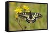 Swallowtail Butterfly (Papilio Machaon Britannicus) on Hawkbit Flower. Strumpshaw Fen, Norfolk-Terry Whittaker-Framed Stretched Canvas