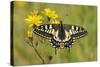 Swallowtail Butterfly (Papilio Machaon Britannicus) on Hawkbit Flower. Strumpshaw Fen, Norfolk-Terry Whittaker-Stretched Canvas