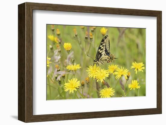 Swallowtail Butterfly (Papilio Machaon Britannicus) on Hawkbit Flower. Strumpshaw Fen, Norfolk-Terry Whittaker-Framed Photographic Print