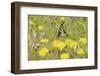 Swallowtail Butterfly (Papilio Machaon Britannicus) on Hawkbit Flower. Strumpshaw Fen, Norfolk-Terry Whittaker-Framed Photographic Print