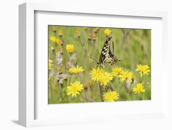 Swallowtail Butterfly (Papilio Machaon Britannicus) on Hawkbit Flower. Strumpshaw Fen, Norfolk-Terry Whittaker-Framed Photographic Print