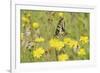 Swallowtail Butterfly (Papilio Machaon Britannicus) on Hawkbit Flower. Strumpshaw Fen, Norfolk-Terry Whittaker-Framed Photographic Print