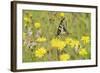 Swallowtail Butterfly (Papilio Machaon Britannicus) on Hawkbit Flower. Strumpshaw Fen, Norfolk-Terry Whittaker-Framed Photographic Print