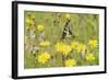 Swallowtail Butterfly (Papilio Machaon Britannicus) on Hawkbit Flower. Strumpshaw Fen, Norfolk-Terry Whittaker-Framed Photographic Print