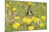 Swallowtail Butterfly (Papilio Machaon Britannicus) on Hawkbit Flower. Strumpshaw Fen, Norfolk-Terry Whittaker-Mounted Photographic Print