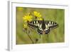 Swallowtail Butterfly (Papilio Machaon Britannicus) on Hawkbit Flower. Strumpshaw Fen, Norfolk-Terry Whittaker-Framed Photographic Print