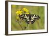 Swallowtail Butterfly (Papilio Machaon Britannicus) on Hawkbit Flower. Strumpshaw Fen, Norfolk-Terry Whittaker-Framed Photographic Print