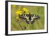 Swallowtail Butterfly (Papilio Machaon Britannicus) on Hawkbit Flower. Strumpshaw Fen, Norfolk-Terry Whittaker-Framed Photographic Print