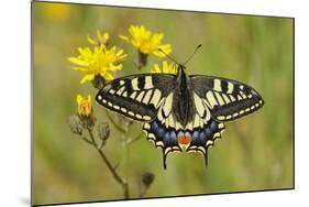 Swallowtail Butterfly (Papilio Machaon Britannicus) on Hawkbit Flower. Strumpshaw Fen, Norfolk-Terry Whittaker-Mounted Photographic Print