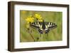 Swallowtail Butterfly (Papilio Machaon Britannicus) on Hawkbit Flower. Strumpshaw Fen, Norfolk-Terry Whittaker-Framed Photographic Print