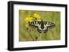 Swallowtail Butterfly (Papilio Machaon Britannicus) on Hawkbit Flower. Strumpshaw Fen, Norfolk-Terry Whittaker-Framed Photographic Print