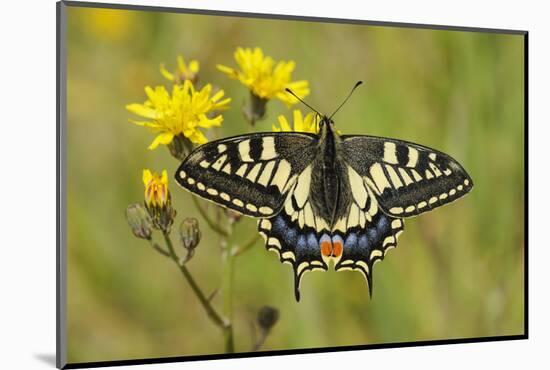 Swallowtail Butterfly (Papilio Machaon Britannicus) on Hawkbit Flower. Strumpshaw Fen, Norfolk-Terry Whittaker-Mounted Photographic Print