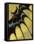 Swallowtail Butterfly Wing Detail, Michigan, USA-Claudia Adams-Framed Stretched Canvas