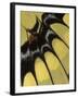 Swallowtail Butterfly Wing Detail, Michigan, USA-Claudia Adams-Framed Photographic Print