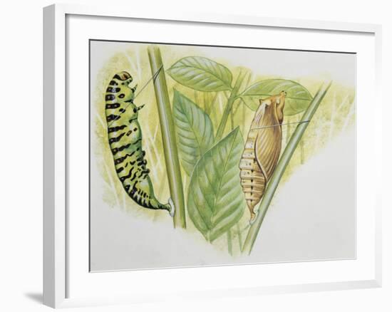 Swallowtail Caterpillar and Pupa (Papilio Machaon), Papilionidae-null-Framed Giclee Print