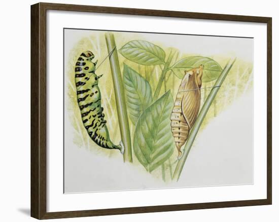 Swallowtail Caterpillar and Pupa (Papilio Machaon), Papilionidae-null-Framed Giclee Print