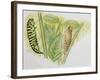 Swallowtail Caterpillar and Pupa (Papilio Machaon), Papilionidae-null-Framed Giclee Print